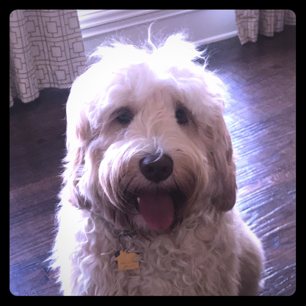 Meet your Posher, Daniela